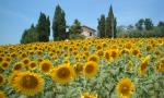 Rustici e Casali in Vendita a Offida #10