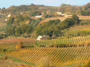 Rustici e Casali in Vendita a Ripatransone #2