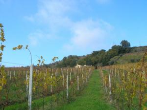 Rustici e Casali in Vendita a Ripatransone #17