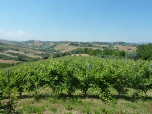 Ville di Prestigio in Vendita a Roseto degli Abruzzi #24