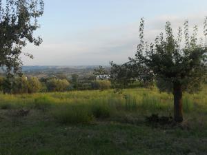 Rustici e Casali in Vendita a Offida #14