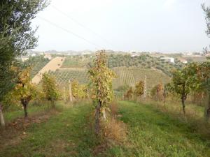 Case indipendenti in Vendita a Monteprandone #7