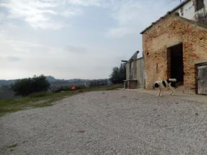 Case indipendenti in Vendita a Monteprandone #8