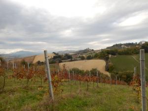 Rustici e Casali in Vendita a Ripatransone #9