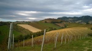 Rustici e Casali in Vendita a Ripatransone #13