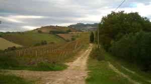 Rustici e Casali in Vendita a Ripatransone #12