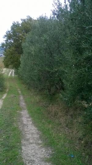 Rustici e Casali in Vendita a Ripatransone #15