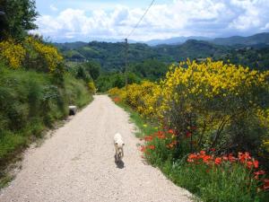 Ville di Prestigio in Vendita a Ascoli Piceno #18