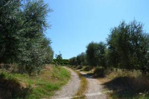 Rustici e Casali in Vendita a Cossignano #9