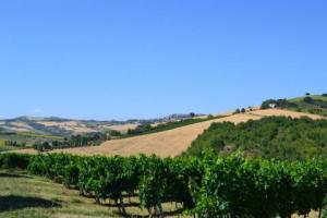 Rustici e Casali in Vendita a Cossignano #10