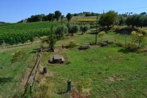 Rustici e Casali in Vendita a Cossignano #11