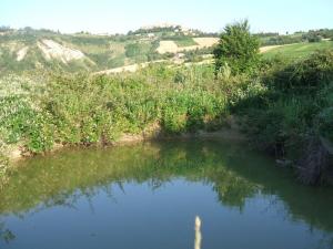 Rustici e Casali in Vendita a Cossignano #19