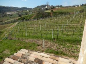 Rustici e Casali in Vendita a Ripatransone #16