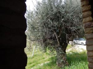 Rustici e Casali in Vendita a Ripatransone #17