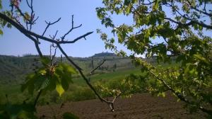 Rustici e Casali in Vendita a Cossignano #14