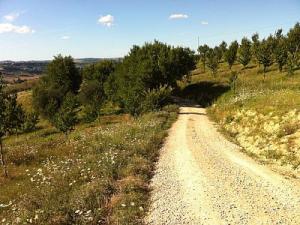 Appartamento in Affitto a Monterubbiano #13