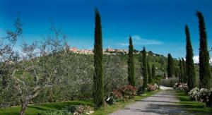 Rustici e Casali in Vendita a Montepulciano #15