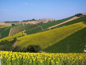 Rustici e Casali in Vendita a Ripatransone #16
