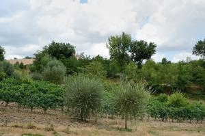 Ville di Prestigio in Vendita a Pergola #11