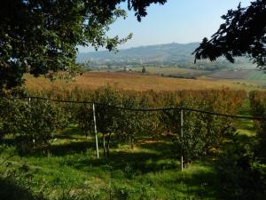 Aziende Agricole e Vitivinicole in Vendita a Lapedona #3