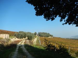Aziende Agricole e Vitivinicole in Vendita a Lapedona #2