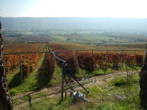 Aziende Agricole e Vitivinicole in Vendita a Lapedona #4