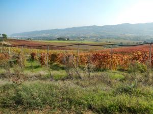 Aziende Agricole e Vitivinicole in Vendita a Lapedona #6