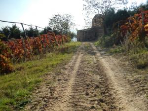 Aziende Agricole e Vitivinicole in Vendita a Lapedona #18