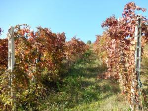 Aziende Agricole e Vitivinicole in Vendita a Lapedona #19