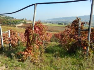 Aziende Agricole e Vitivinicole in Vendita a Lapedona #20