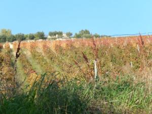 Aziende Agricole e Vitivinicole in Vendita a Lapedona #27