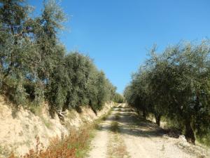 Aziende Agricole e Vitivinicole in Vendita a Lapedona #28