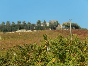 Aziende Agricole e Vitivinicole in Vendita a Lapedona #29
