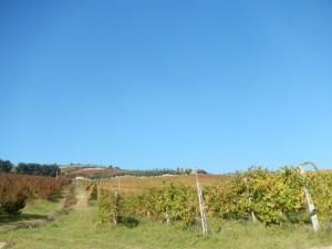 Aziende Agricole e Vitivinicole in Vendita a Lapedona #30