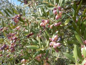 Aziende Agricole e Vitivinicole in Vendita a Lapedona #34