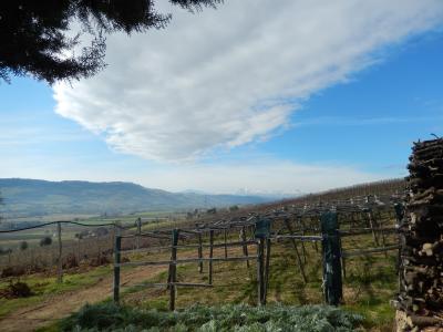 Aziende Agricole e Vitivinicole in Vendita a Lapedona #35