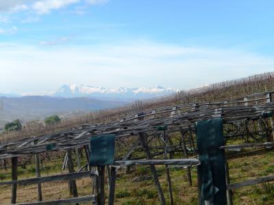 Aziende Agricole e Vitivinicole in Vendita a Lapedona #36