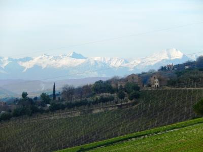 Aziende Agricole e Vitivinicole in Vendita a Lapedona #37