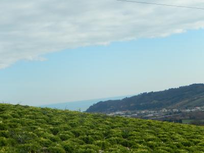 Aziende Agricole e Vitivinicole in Vendita a Lapedona #38