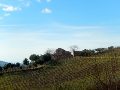 Aziende Agricole e Vitivinicole in Vendita a Lapedona #39