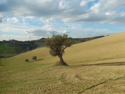 Rustici e Casali in Vendita a Monteprandone #10