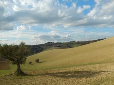 Rustici e Casali in Vendita a Monteprandone #13