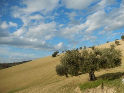Rustici e Casali in Vendita a Monteprandone #14