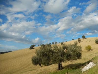 Rustici e Casali in Vendita a Monteprandone #15