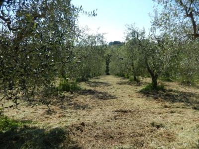 Rustici e Casali in Vendita a Controguerra #25