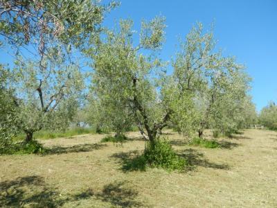 Rustici e Casali in Vendita a Controguerra #28