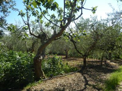 Rustici e Casali in Vendita a Controguerra #33