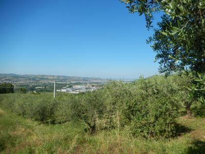 Terreno Agricolo in Vendita a Controguerra #2