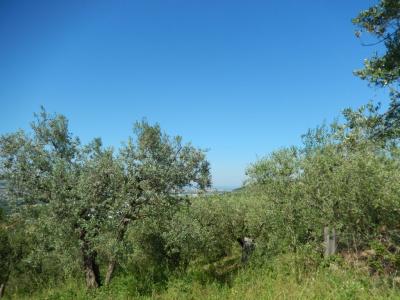 Terreno Agricolo in Vendita a Controguerra #4