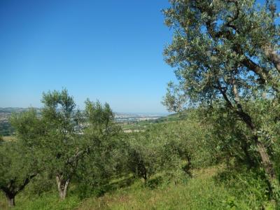 Terreno Agricolo in Vendita a Controguerra #5